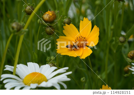 Yellow Coreopsis blooming in the garden 114928151