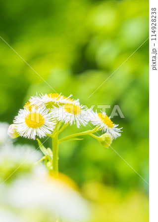ハルジオンの花 114928238
