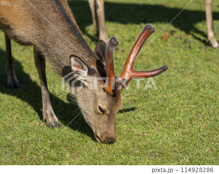 芝を食べる奈良公園の鹿 114928286