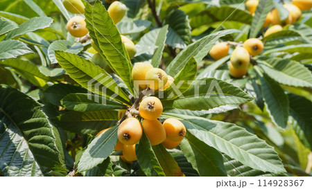 枇杷の実 114928367