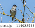 Europea blackcap (Sylvia atricapilla) 114928533