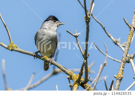 Europea blackcap (Sylvia atricapilla) 114928535