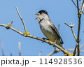 Europea blackcap (Sylvia atricapilla) 114928536