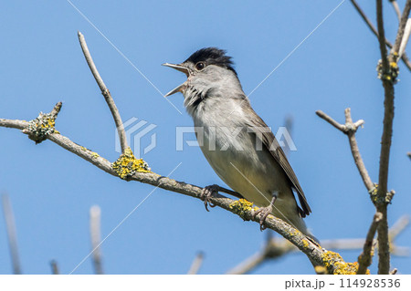 Europea blackcap (Sylvia atricapilla) 114928536