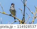 Europea blackcap (Sylvia atricapilla) 114928537