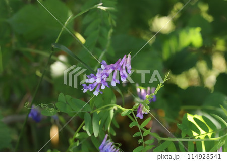 春の野原に咲くナヨクサフジの紫色の花 春の野原に咲くナヨクサフジの紫色の花 114928541
