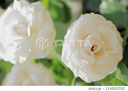 バラの花 114928782