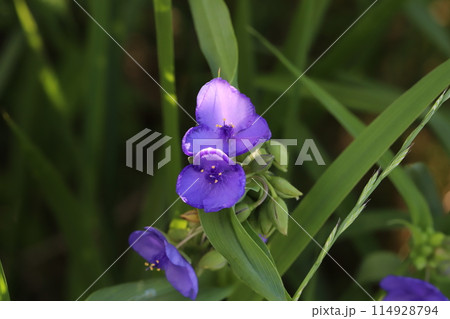 春の野原に咲くムラサキツユクサの花 春の野原に咲くムラサキツユクサの花 114928794