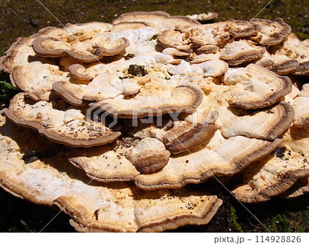 クジラタケの生態写真 114928826