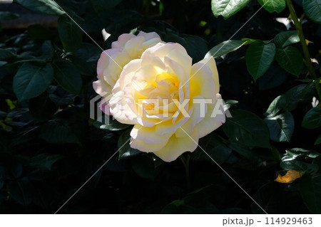 満開のバラ　「つる ピース」 114929463