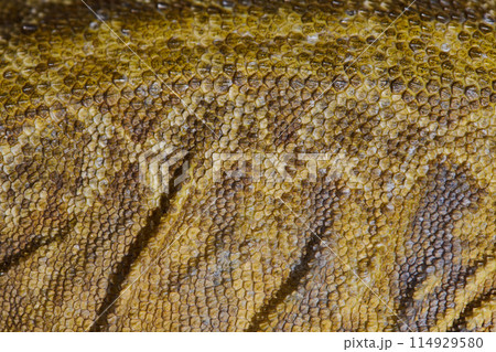 Close-up Portrait of Bearded Dragon (Pogona Vitticeps) with Vibrant Yellow Textured Scales Close-up Portrait of Bearded Dragon (Pogona Vitticeps) with Vibrant Yellow Textured Scales 114929580