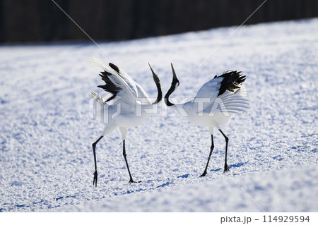 タンチョウの求愛ダンス タンチョウの求愛ダンス 114929594