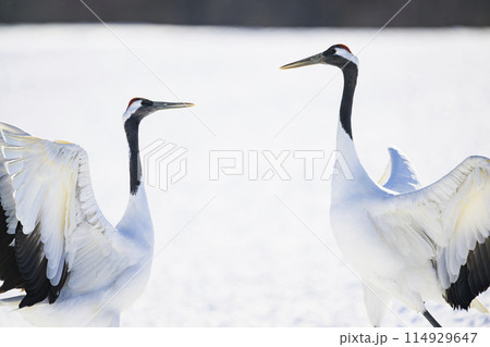 タンチョウの求愛ダンス 114929647