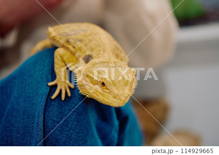 Bearded Dragon: A Close-Up Look at This Amazing Lizard 114929665