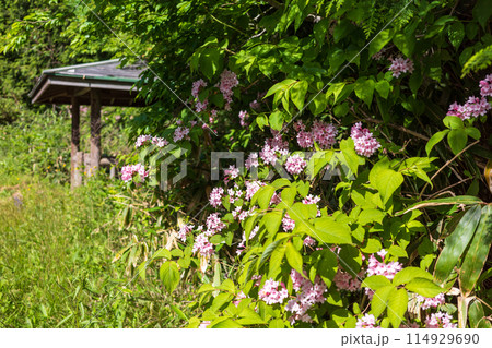日本の岡山県と鳥取県を跨ぐ三平山の美しい初夏の風景 114929690