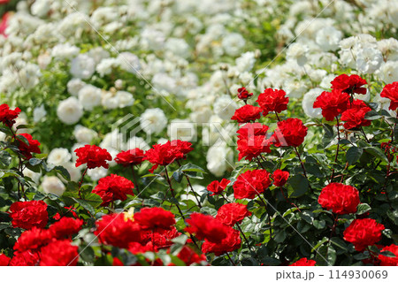 赤い薔薇 赤い薔薇 114930069