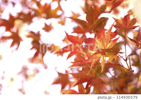 秋の風物詩 紅葉 秋の風物詩 紅葉 114930379