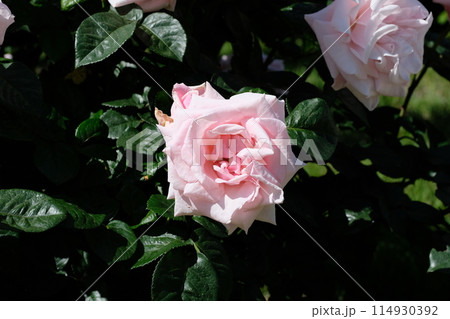 ピンク色のバラ 「プロミス」 ピンク色のバラ 「プロミス」 114930392