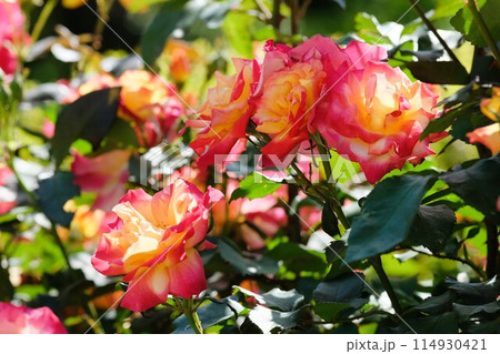 満開のバラ　「チャールストン」 114930421