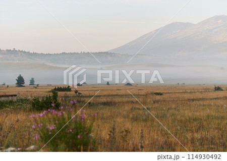 Mountain top with fog lingering 114930492