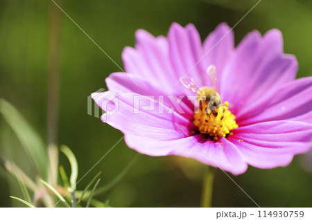 いつか見た　コスモス畑 114930759