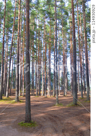 Pine forest on summer day. 114930929