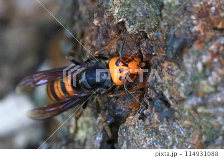 子育て巣作りに忙しい女王蜂 114931088