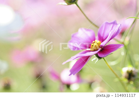 いつか見た コスモス畑 いつか見た コスモス畑 114931117