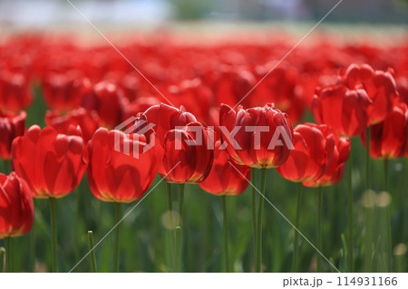 赤いチューリップ 114931166