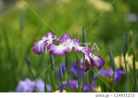 初夏の公園に咲いた菖蒲 114931213
