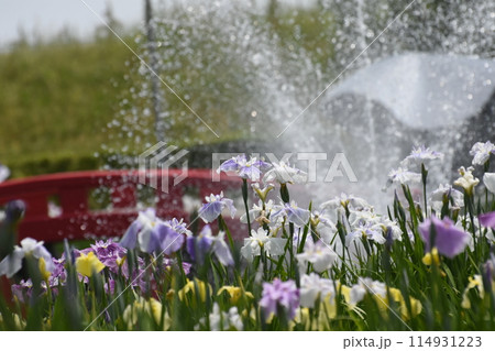 噴水のある風景 114931223