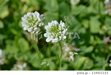 シロツメクサ 114931333