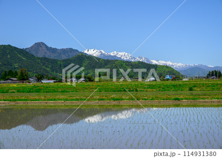 残雪の後立山連峰と田植えの終わった水田【北安曇郡松川村】 残雪の後立山連峰と田植えの終わった水田【北安曇郡松川村】 114931380