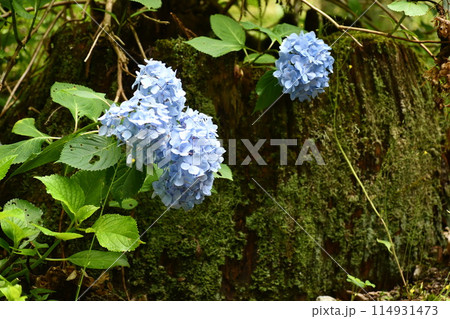 切り株に纏わりつくように咲いている紫陽花の花達 114931473