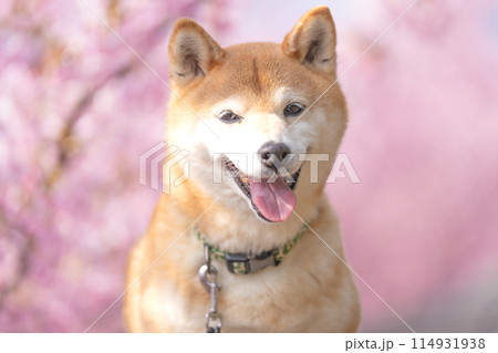 河津桜を背景に柴犬 桜と柴犬 かわいい柴犬 柴犬茜 河津桜を背景に柴犬 桜と柴犬 かわいい柴犬 柴犬茜 114931938