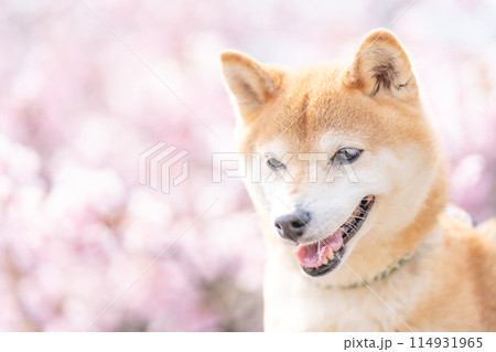河津桜を背景に柴犬 桜と柴犬 かわいい柴犬 柴犬茜 河津桜を背景に柴犬 桜と柴犬 かわいい柴犬 柴犬茜 114931965
