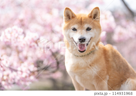 河津桜を背景に柴犬　桜と柴犬　かわいい柴犬　柴犬茜 114931968