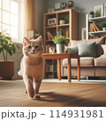 部屋を歩く茶色の猫 114931981