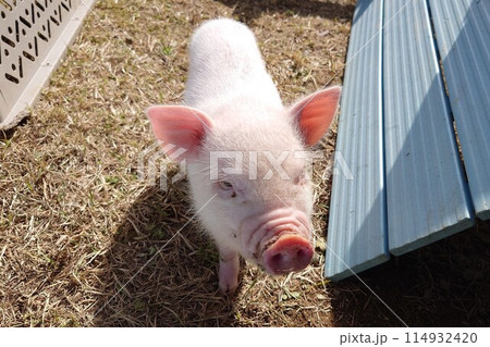 人懐っこく可愛いマイクロブタ 114932420