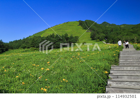 霧降高原のニッコウキスゲ ( 日光市 ) 114932501