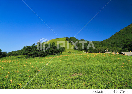 霧降高原のニッコウキスゲ ( 日光市 ) 114932502