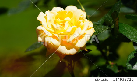 黄色いバラはランドラ 114932720