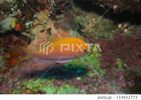 ドロップオフにハナゴンベ　沖縄の海 114932773