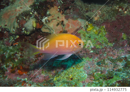 ドロップオフにハナゴンベ　沖縄の海 114932775