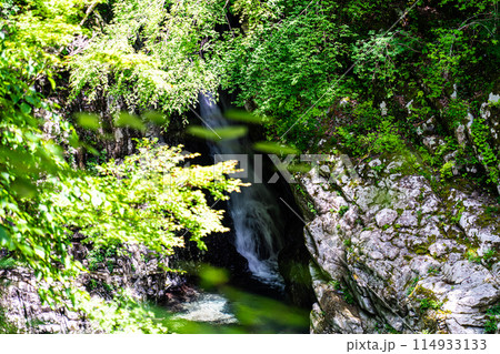 夏の面河渓　錦木の滝1　愛媛県上浮穴郡久万高原町 114933133