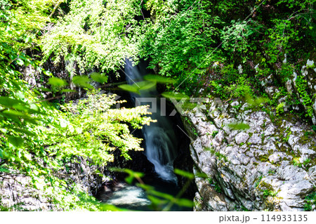 夏の面河渓　錦木の滝3　愛媛県上浮穴郡久万高原町 114933135