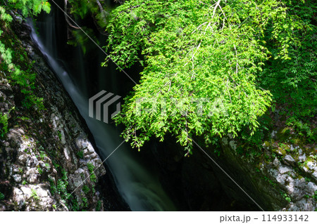 夏の面河渓　錦木の滝8　愛媛県上浮穴郡久万高原町 114933142