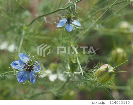 青と白のニゲラの花 114933150