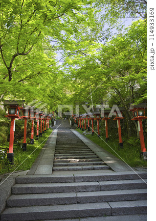鞍馬寺参道の新緑が眩しいモミジと灯籠　縦構図1 114933169