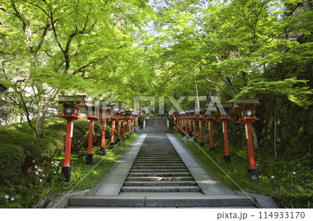 鞍馬寺参道の新緑が眩しいモミジと灯籠 横構図3 鞍馬寺参道の新緑が眩しいモミジと灯籠 横構図3 114933170